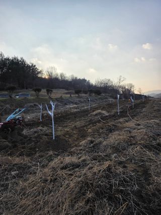 이상천님의 기타작물 · 영농일지 작성글 사진