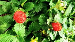 홍순오님의 기타작물 · 영농일지 작성글 사진