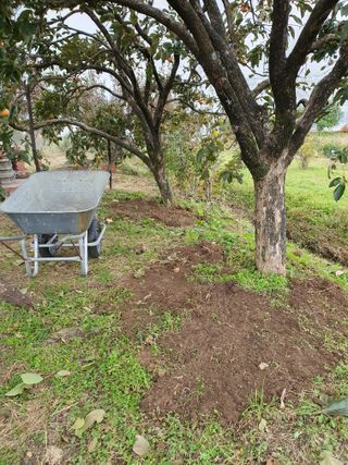 경포일출님의 기타작물 · 영농일지 작성글 사진