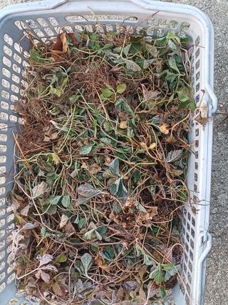 홍순오님의 기타작물 · 영농일지 작성글 사진