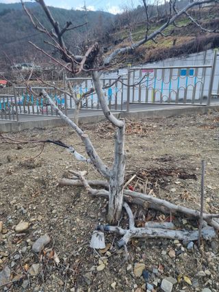 김용대님의 기타작물 · 영농일지 작성글 사진