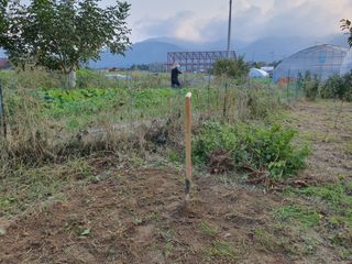 경포일출님의 기타작물 · 영농일지 작성글 사진