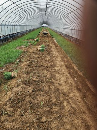 김저팔계님의 파 · 영농일지 작성글 사진