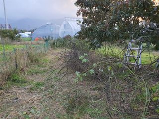 경포일출님의 기타작물 · 영농일지 작성글 사진