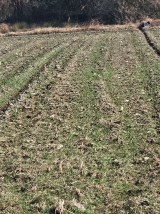 차춘석 님의 기타작물 · 영농일지 작성글 사진