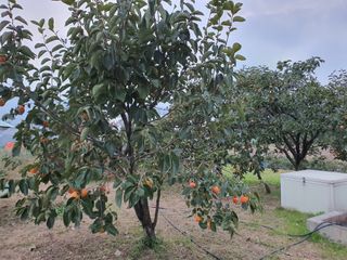 경포일출님의 기타작물 · 영농일지 작성글 사진