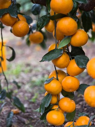 산방자연농원님의 귤 · 영농일지 작성글 사진