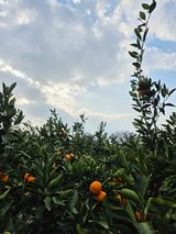 팜모닝 귤·영농일지 게시글 이미지