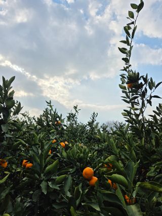 산방자연농원님의 작성글 사진