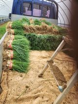 팜모닝 파·영농일지 게시글 이미지