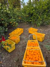 산방자연농원님의 작성글 사진