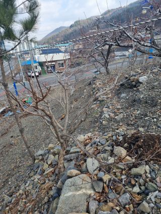 김용대님의 기타작물 · 영농일지 작성글 사진