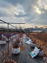 시흥댓골농부님의 작성글 사진