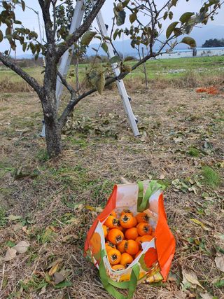 경포일출님의 기타작물 · 영농일지 작성글 사진