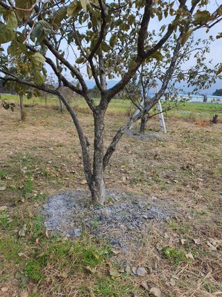 경포일출님의 기타작물 · 영농일지 작성글 사진