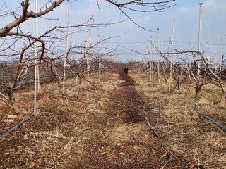 꿀복이농장님의 복숭아 · 영농일지 작성글 사진
