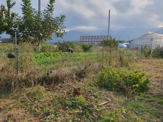 경포일출님의 기타작물 · 영농일지 작성글 사진