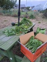 팜모닝 기타작물·영농일지 게시글 이미지