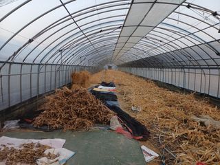 전원수님의 기타작물 · 영농일지 작성글 사진