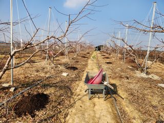 꿀복이농장님의 복숭아 · 영농일지 작성글 사진