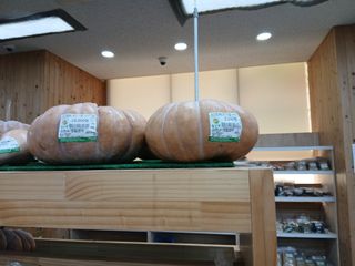 김청수 님의 호박 · 영농일지 작성글 사진