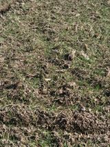 팜모닝 기타작물·영농일지 게시글 이미지