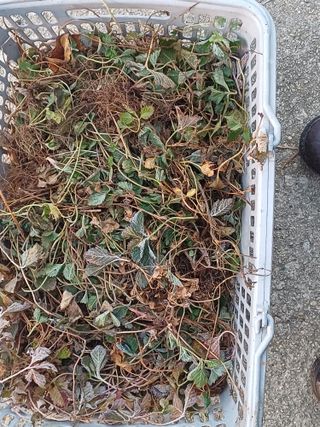 홍순오님의 기타작물 · 영농일지 작성글 사진