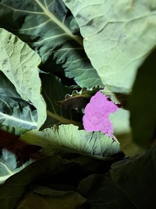 한림한경님의 파 · 영농일지 작성글 사진