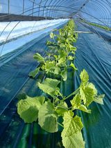 팜모닝 기타작물·영농일지 게시글 이미지