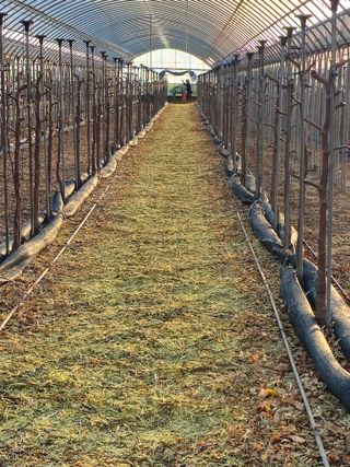 한혜경님의 기타작물 · 영농일지 작성글 사진