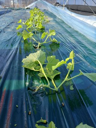 조영임님의 기타작물 · 영농일지 작성글 사진