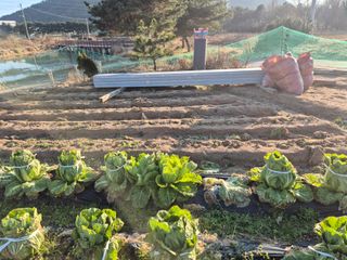 송명식님의 배추 · 영농일지 작성글 사진
