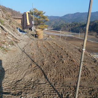 가로수님의 기타작물 · 영농일지 작성글 사진