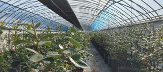 류근택님의 블루베리 · 영농일지 작성글 사진