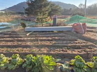 송명식님의 배추 · 영농일지 작성글 사진