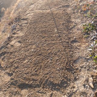 가로수님의 기타작물 · 영농일지 작성글 사진