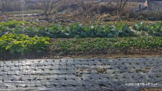 이현목님의 벼 · 영농일지 작성글 사진