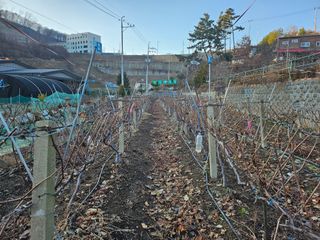 오세화님의 포도 · 영농일지 작성글 사진