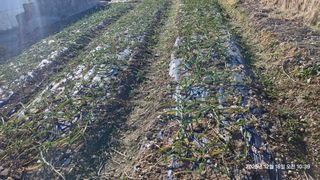 이현목님의 벼 · 영농일지 작성글 사진