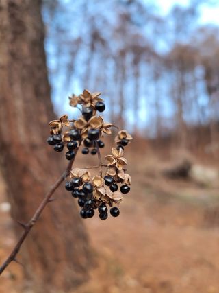 /송학 농원님의 기타작물 · 영농일지 작성글 사진