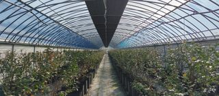 류근택님의 블루베리 · 영농일지 작성글 사진