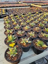 팜모닝 기타작물·영농일지 게시글 이미지