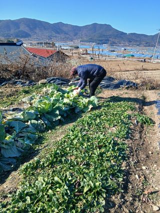 이현목님의 벼 · 영농일지 작성글 사진