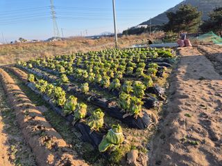 송명식님의 배추 · 영농일지 작성글 사진