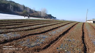 석승인님의 마늘 · 영농일지 작성글 사진