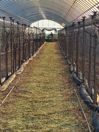 한혜경님의 기타작물 · 영농일지 작성글 사진