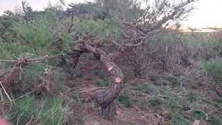 이정운님의 기타작물 · 영농일지 작성글 사진