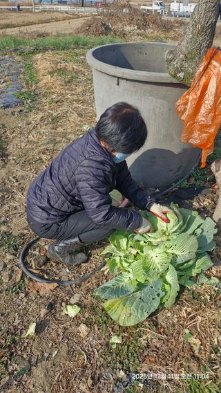 이현목님의 벼 · 영농일지 작성글 사진