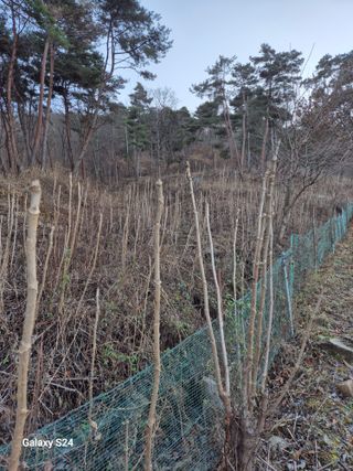 박성균님의 두릅 · 영농일지 작성글 사진