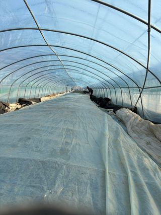 병풍취산채농원님의 기타작물 · 영농일지 작성글 사진